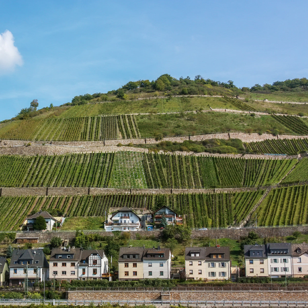 Wines of Germany & Eastern Europe San Francisco Wine School