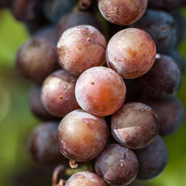 Pinot Noirs of the World - A Blind Tasting Class