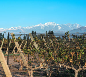 Wines of the Southern Hemisphere