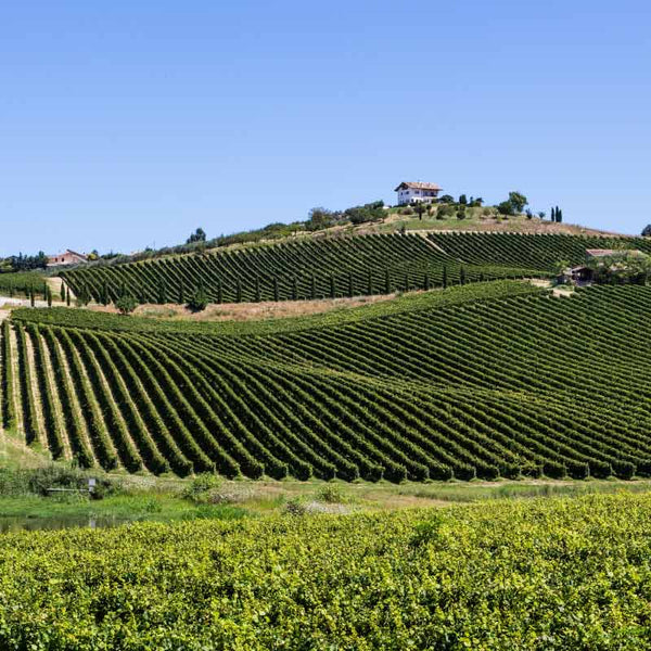 Rolling hills with vineyards in Abruzzo, Italy