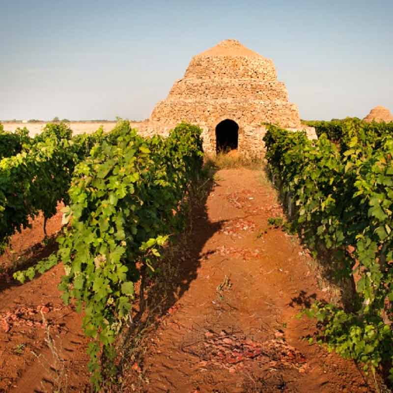 A trullo, a traditional stone hut, in a vineyard in Puglia, Italy