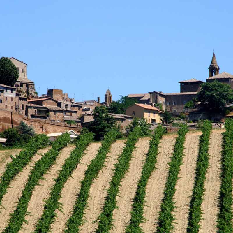 A town above a hillside of grape vines in Umbria, Italy