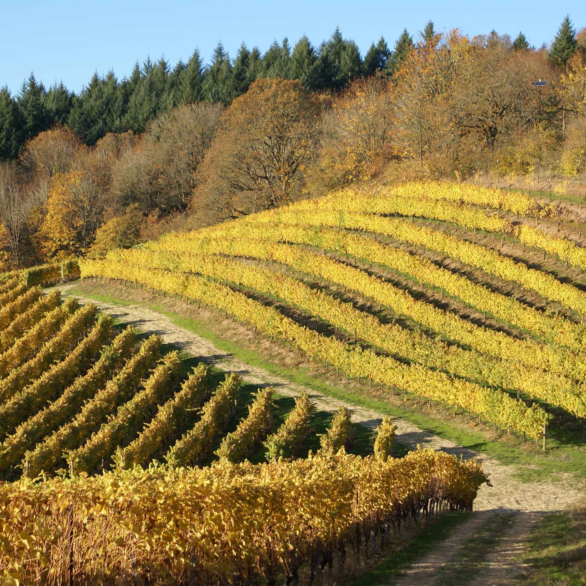 Wines of Willamette Valley Oregon