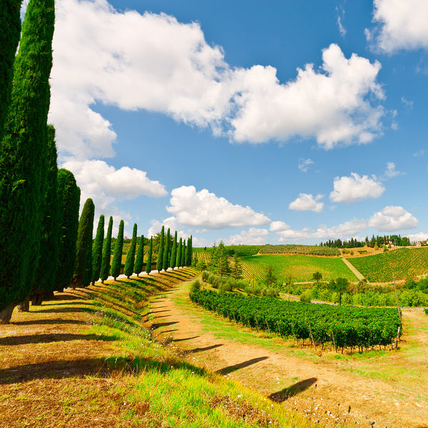 Wines of Piemonte aka Piedmont